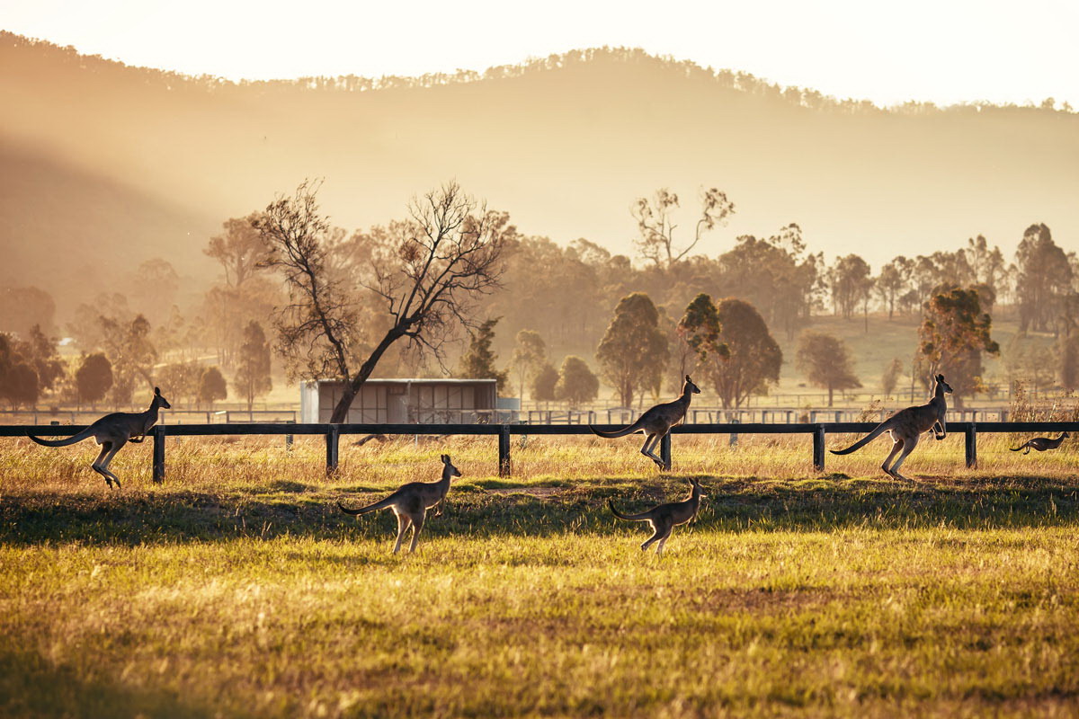 1-hunter-valley